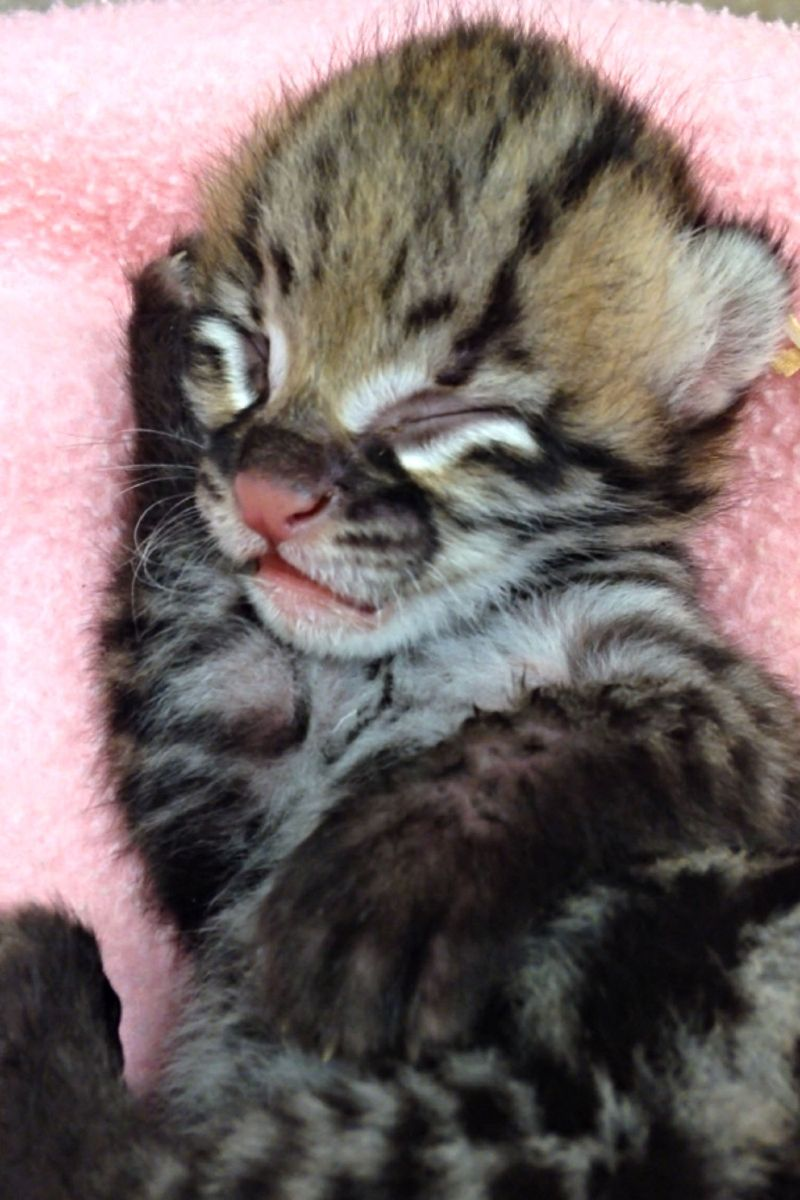 Illustration for article titled Important Developments in Cuteness: Ocelot Kitten